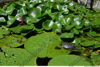Photo Texture of Nature